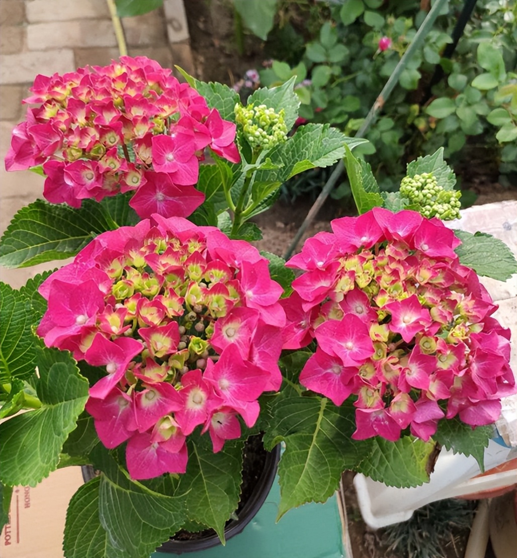 新手想养花，做好简单“3步”，养好一点都不难，关键在“方法”