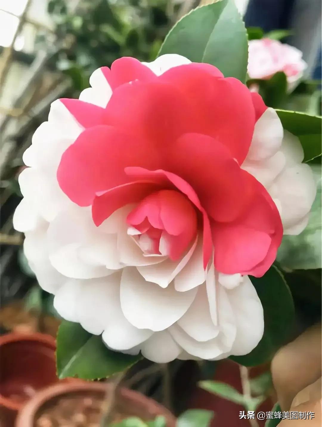 花有花的香,朵有朵的美,置身花海无所想,醉于芬芳中