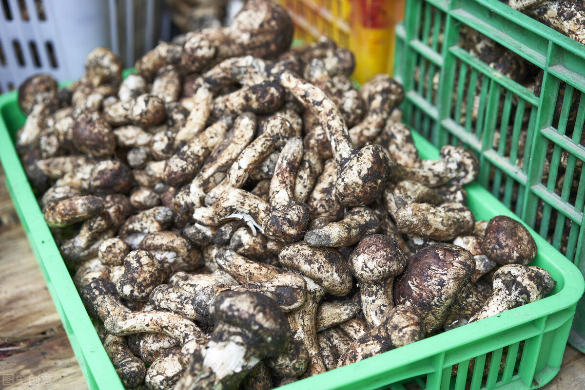 食用菌5000多种，松茸为什么如此昂贵？看看松茸的生长过程