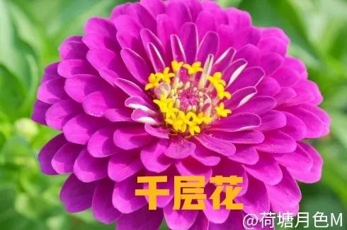 春日花开，繁花似锦，芬芳满园，万物生机盎然。