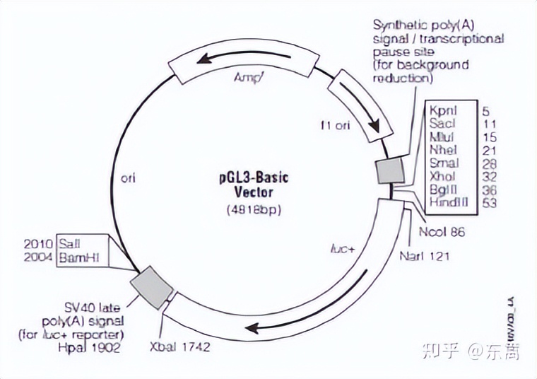 荧光素酶检测实验