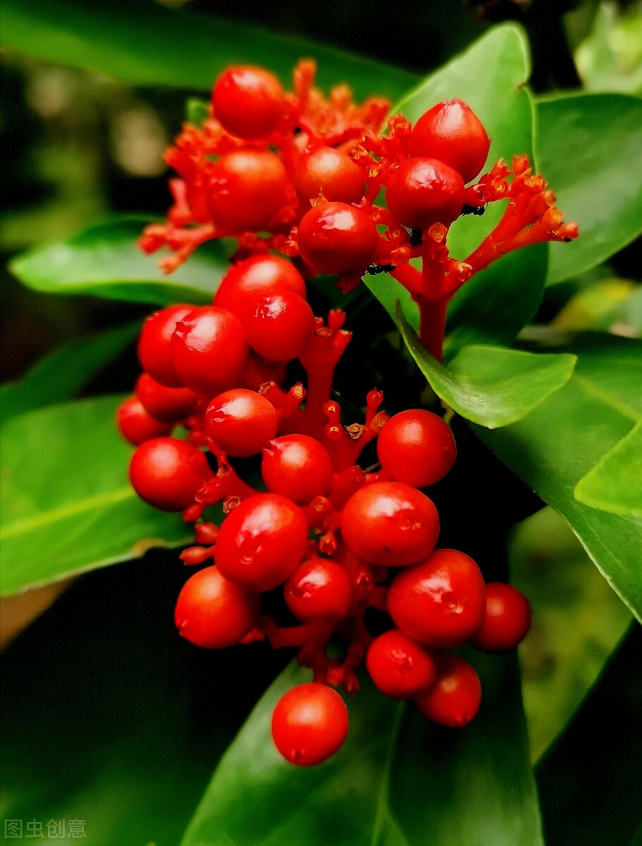 一花一世界，一念花开浪漫，一念岁月沉香，愿时光不老，真情永在