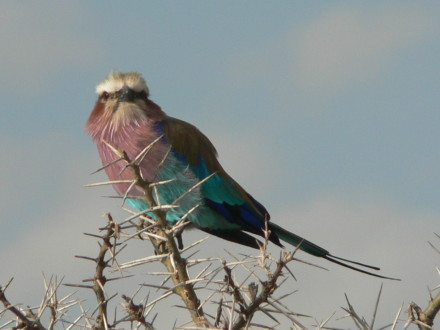 用生命歌唱的荆棘鸟