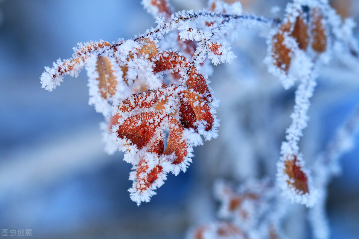 雪落人间，是一场梦的翩跹，风吹乱，洁白的诗行