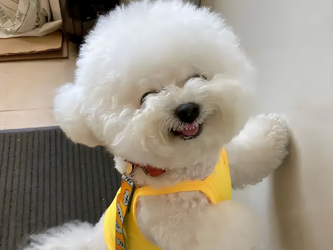 比熊犬能活几年?有这几个迹象的它,已经算老年狗了