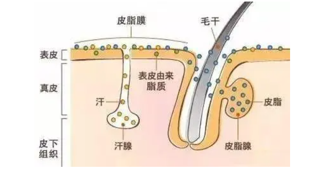 通过护肤可以“收缩毛孔”真的靠谱吗？看完这篇你就明白了