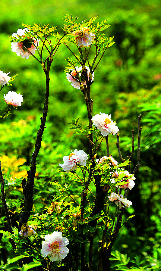牡丹 未谢幕 芍药己盛开