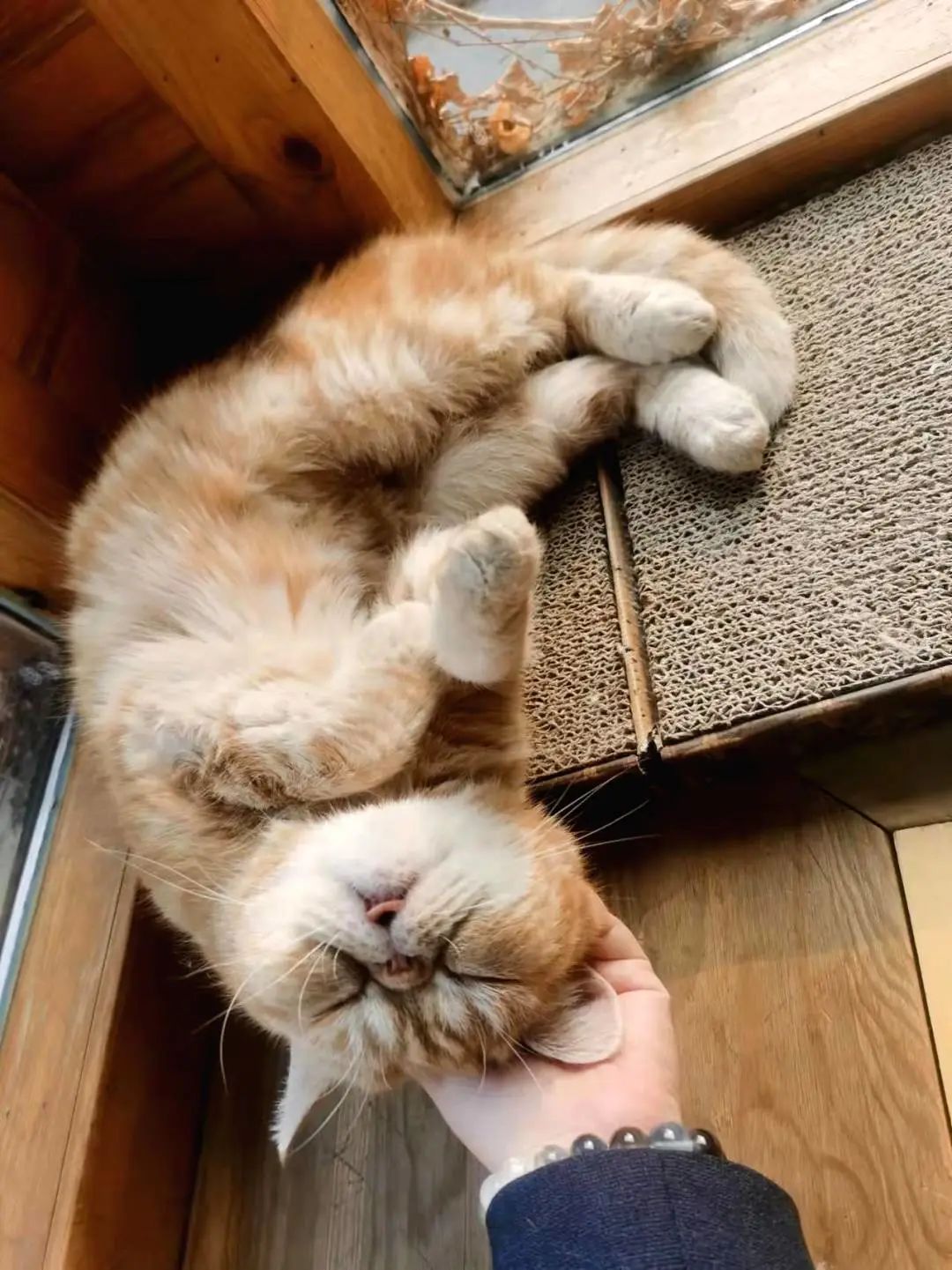 我可是拥有“三岁画老”天赋的小猫咪