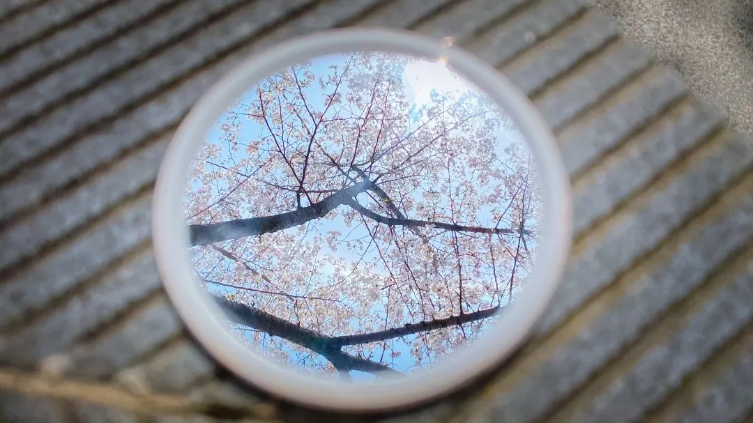 浙大樱雨，许你浪漫春光！每一张都可以做壁纸
