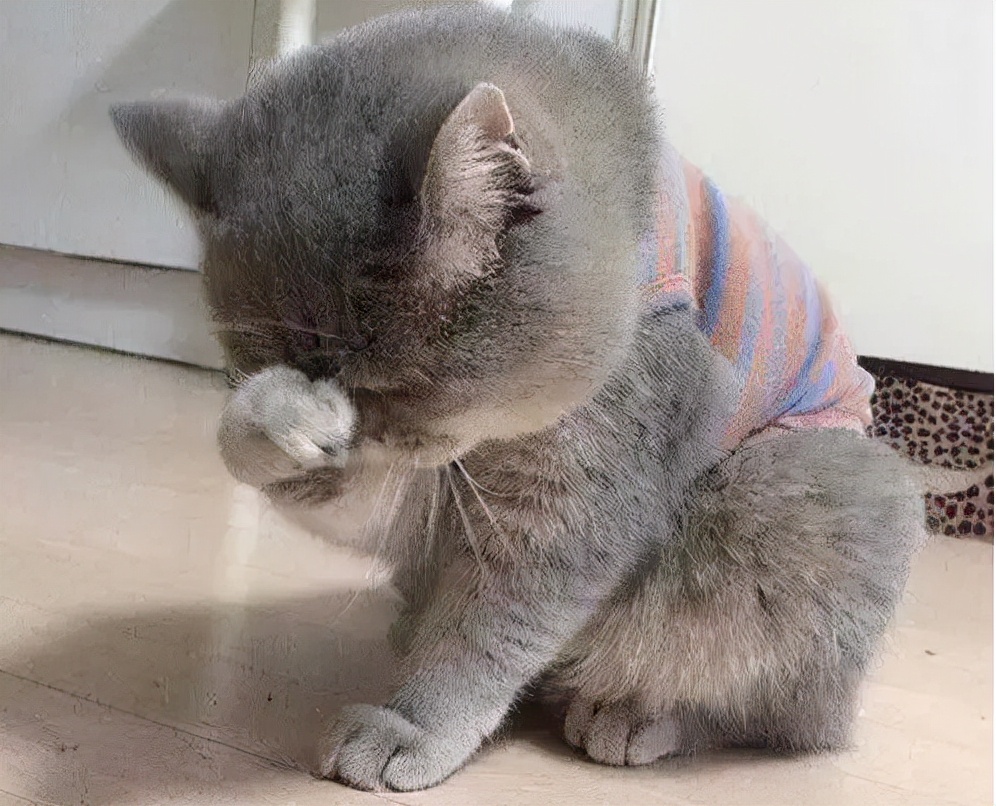 当猫咪想到了什么不开心的事情时,那么猫咪也是会发出哭声的.