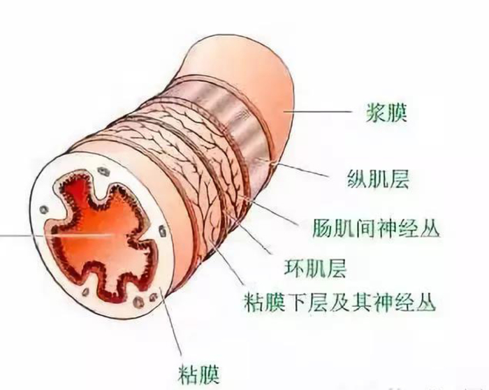 為啥夏季蛋雞腹瀉過料等腸道疾病反復(fù)不斷？一組簡圖帶您看明白