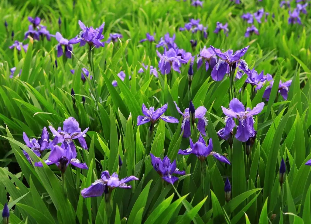 石菖蒲花 水菖蒲图片