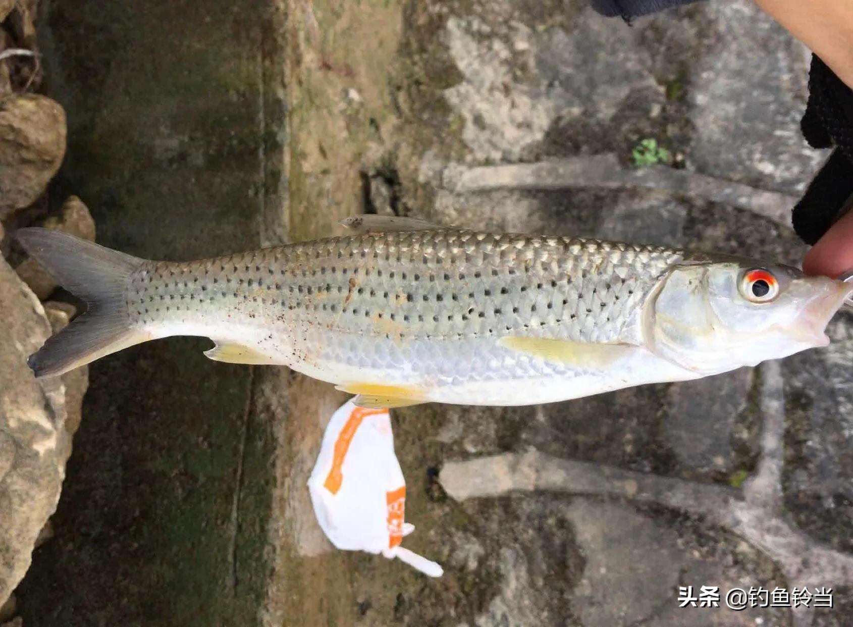 怎样钓赤眼鳟？最牛的饵料搭配就是鸭肝打窝泥鳅垂钓，竿竿都黑漂