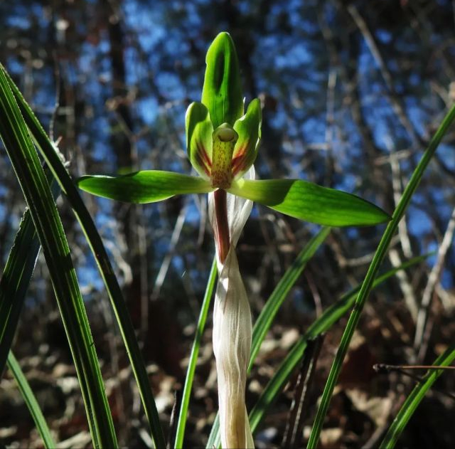 野生冬青樹圖片(67它們是國家保護植物) - 赤虎壹號