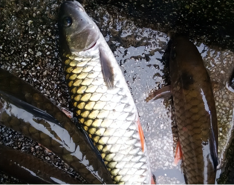 光倒刺鲃军鱼淡水鱼中的冒险王也是为数不多连鱼鳞都能吃的鱼