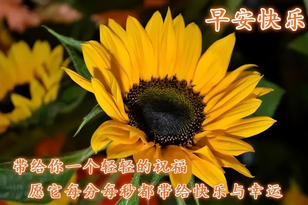早上好动态图片 早晨好暖心问候语 愿它每分每秒都带给你快乐与幸运图片