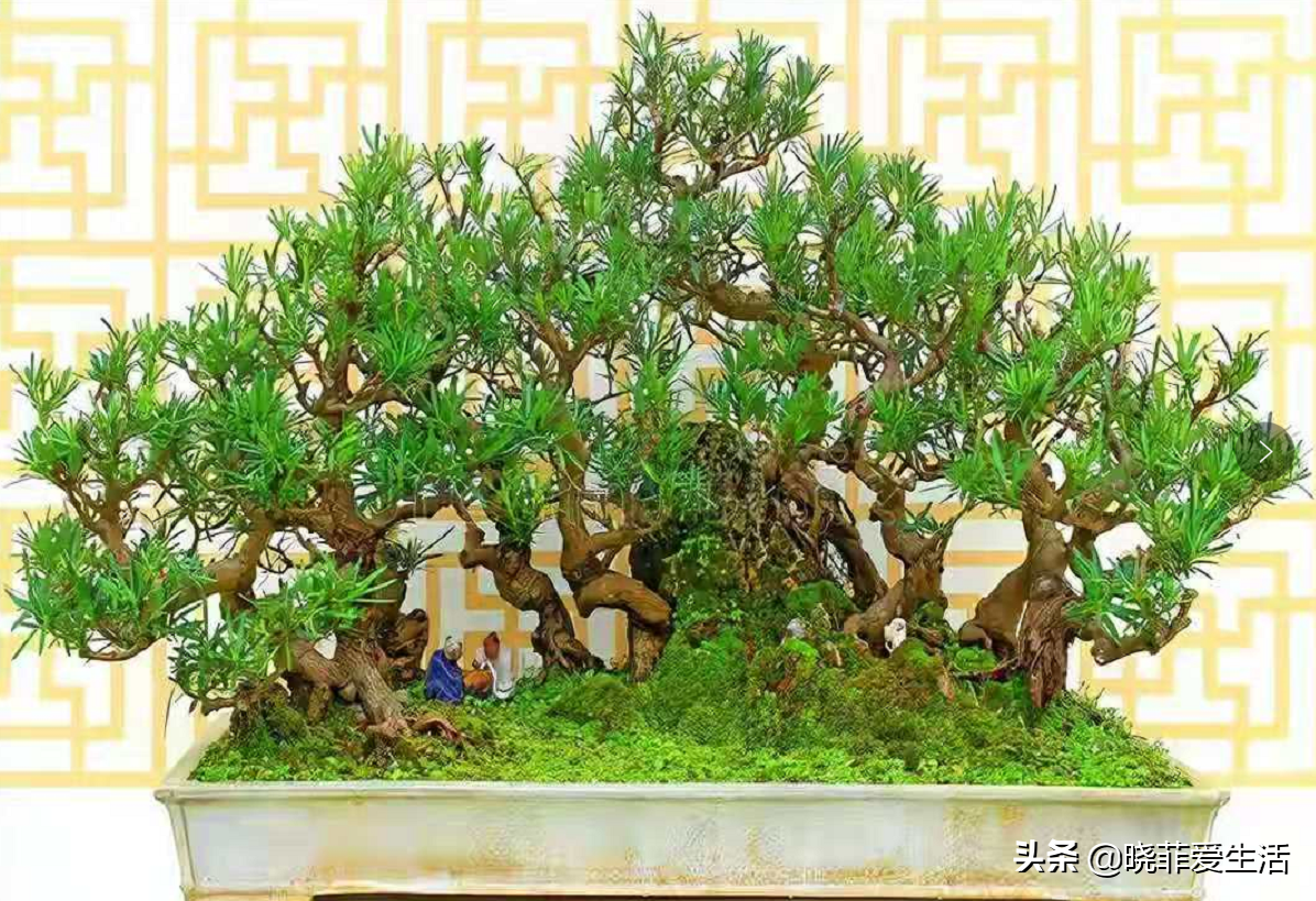 七种“黄金树”，子孙世代富，护宅守家，越养越“旺家”
