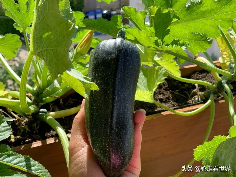 越南妈妈4㎡的小阳台，种各种蔬菜鲜花，每一个角落都美轮美奂