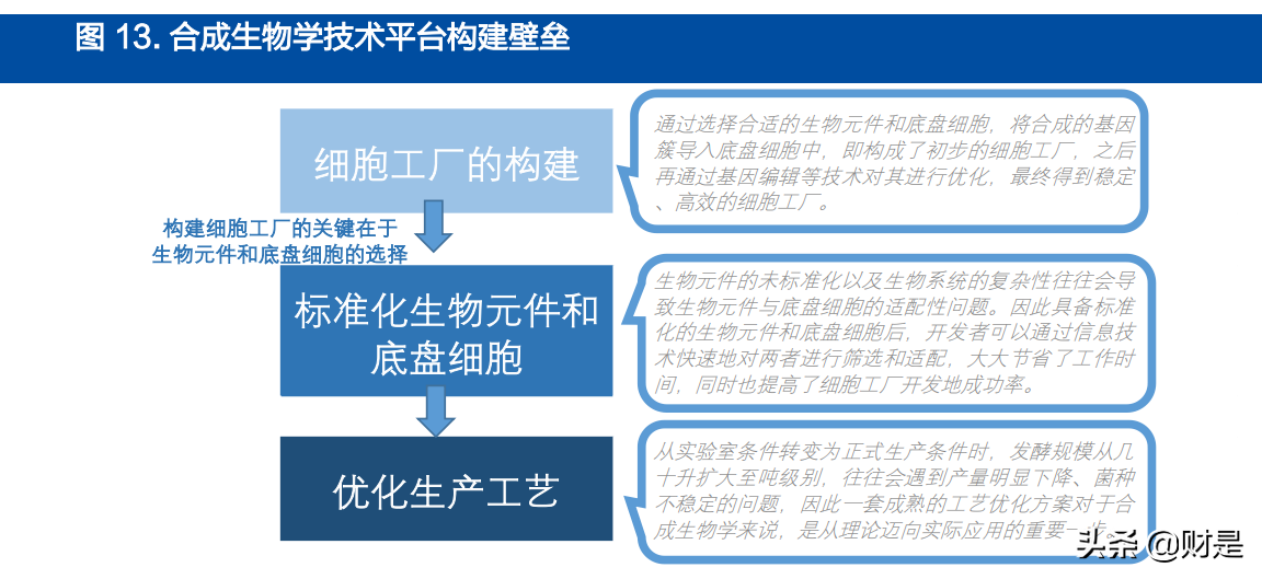 金城医药研究报告：生物合成与化学合成双平台能量开始爆发