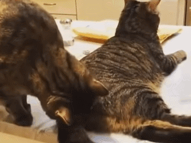 猫咪的23条冷知识，养猫多年，也未必全知道