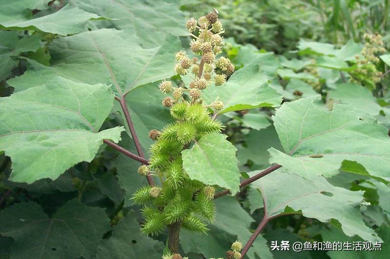 生草藥名圖片大全(踏春必備) - 赤虎壹號