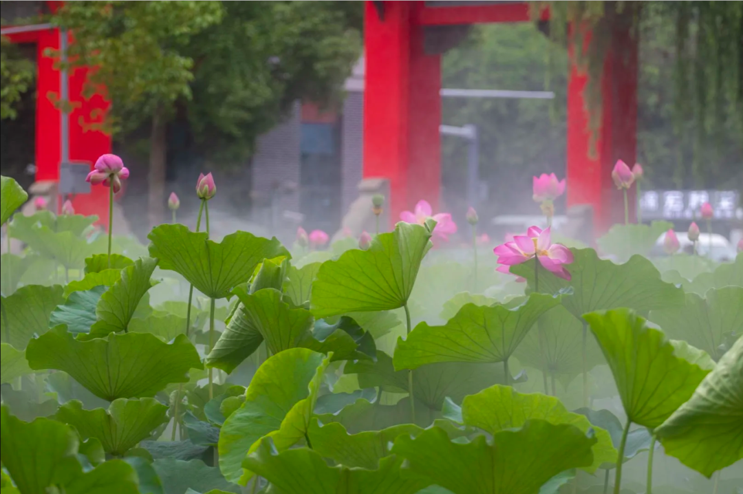 与时代同行，聚有志之士！四川大学：风雨百廿，与你共赴“一流”！