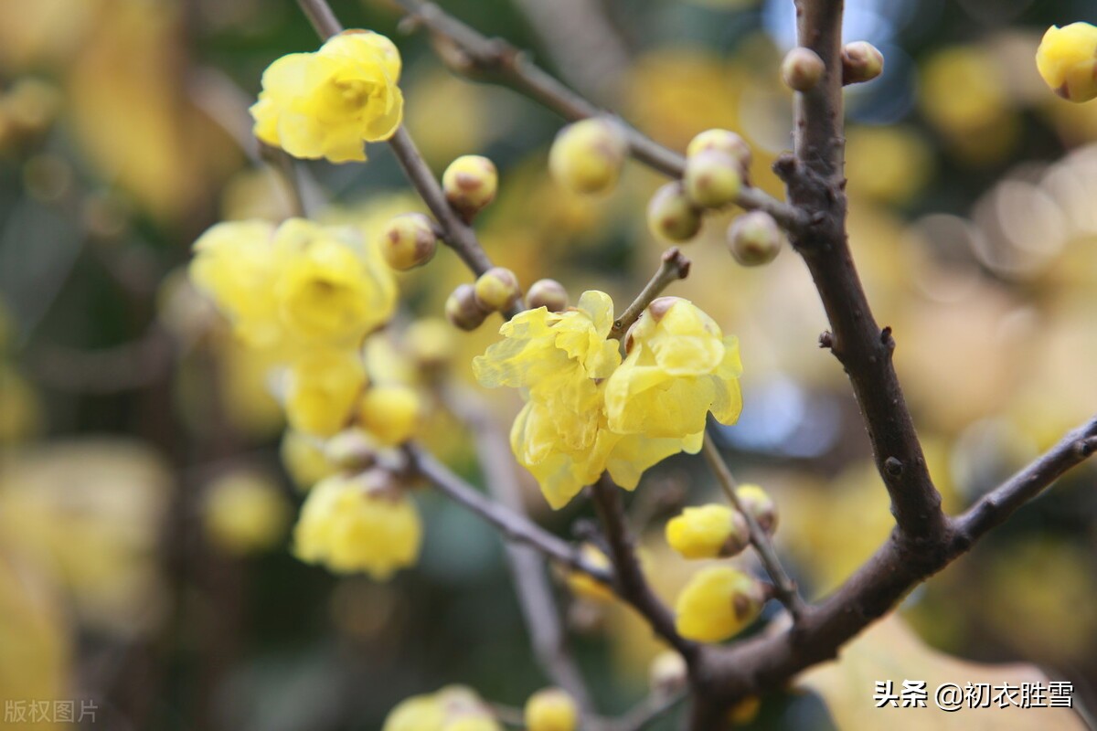 腊梅别致宋诗五首：一花香十里，谁敢斗香来？