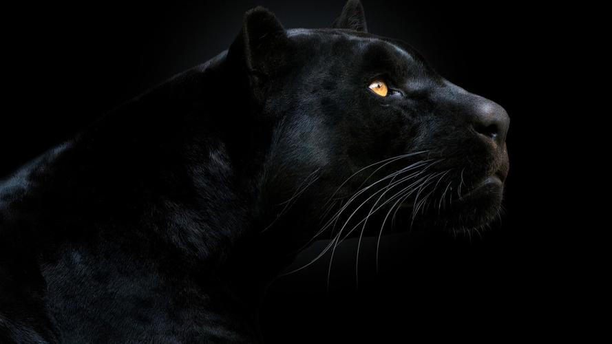 盘点八种昂贵的"黑色神兽",黑鸡也能价值一套房?黑虎仅剩6只