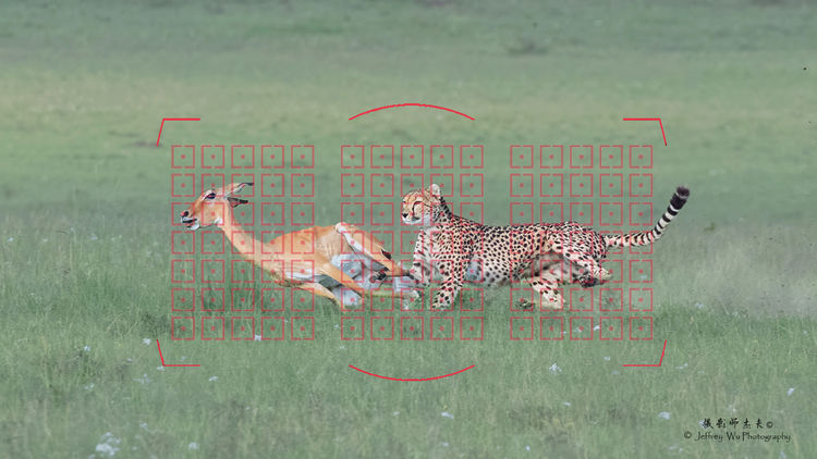 “单反终结者”—尼康Z9 非洲实战测评（二）划时代的对焦能力测评