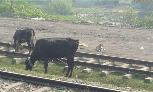 印度耗资9000多万自造高铁，号称赶超我国，运行2小时却撞上牛？