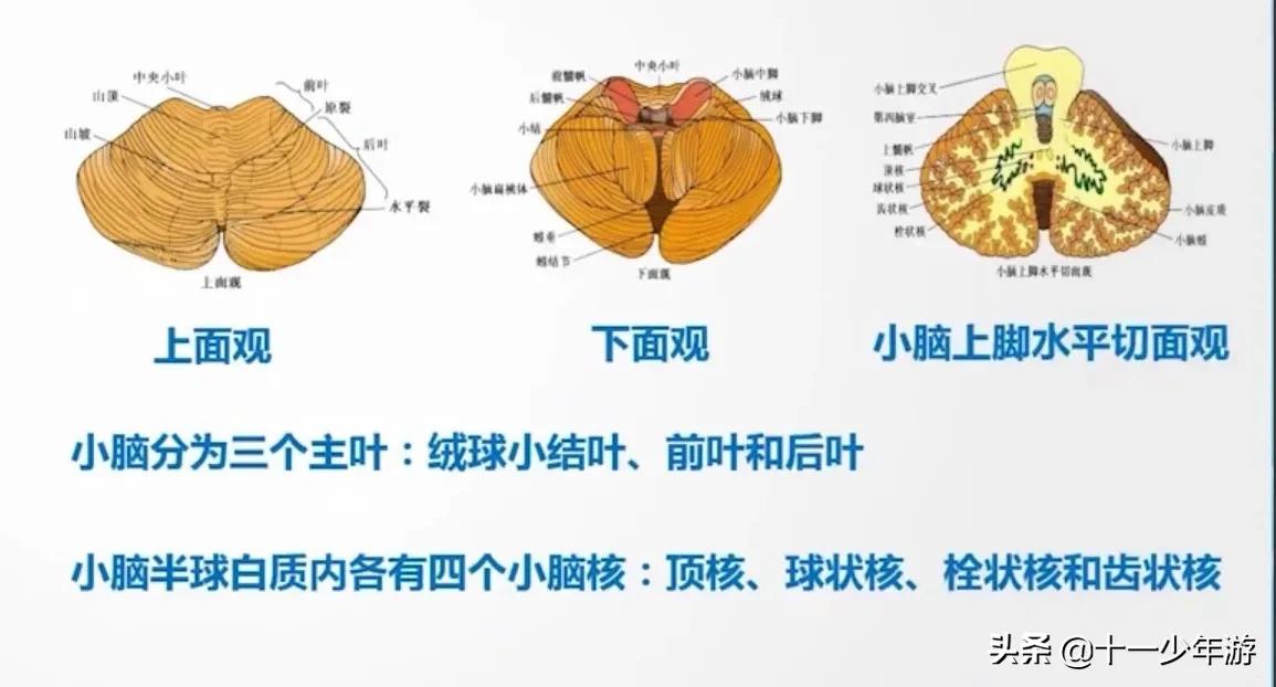 nba被动肌张力包括有哪些(运动系统解剖、生理及损害表现)