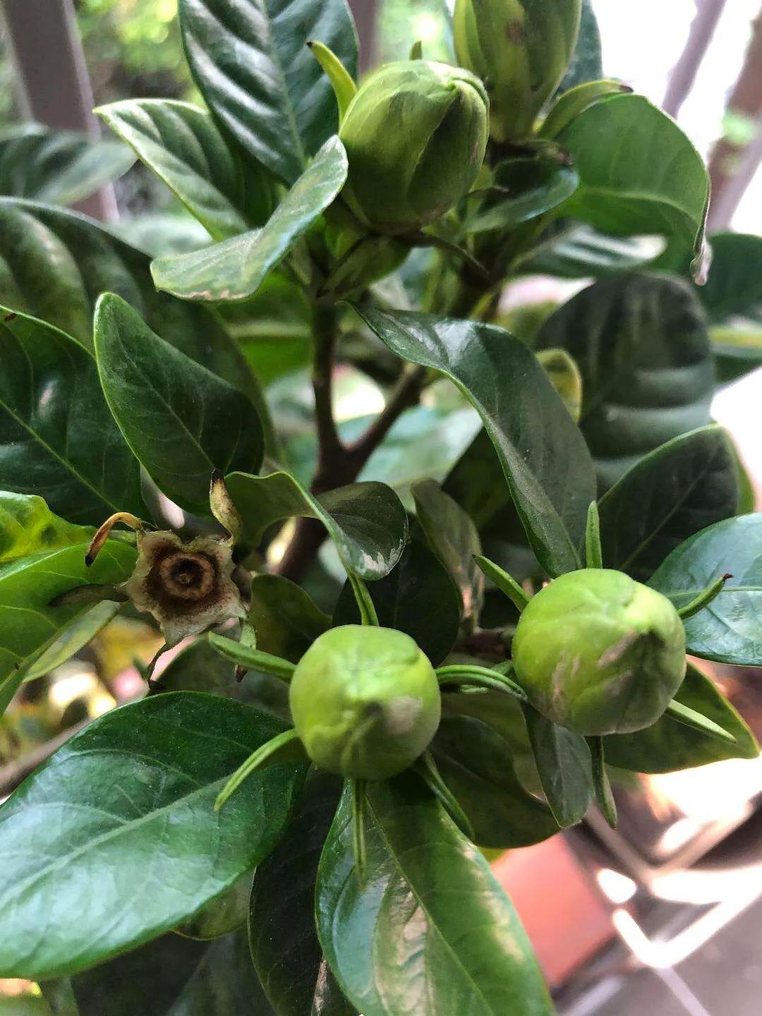 了解并熟记石决明配黑栀子的功效,跟我学好中药