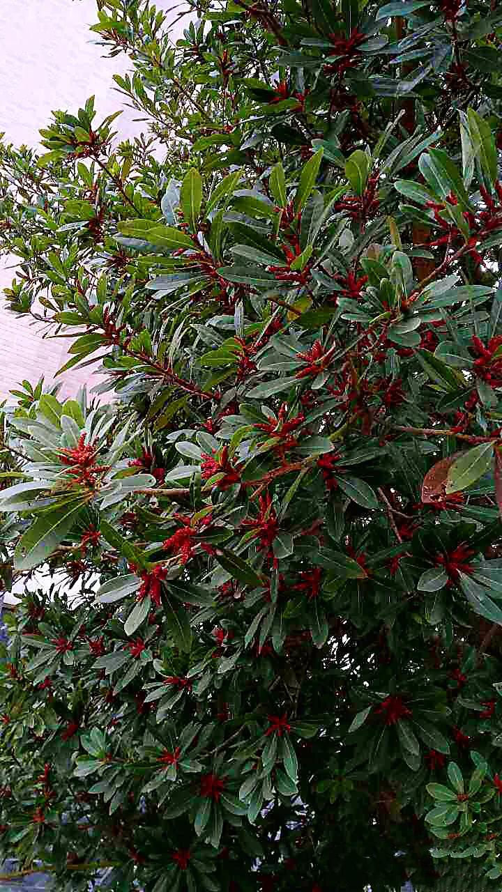 杨梅开花图片（分析杨梅的作用与食用价值）