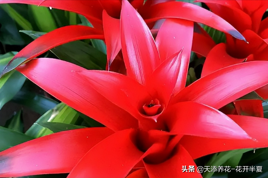 鸿运当头花图片及价格一种颜值超高还超好养的植物