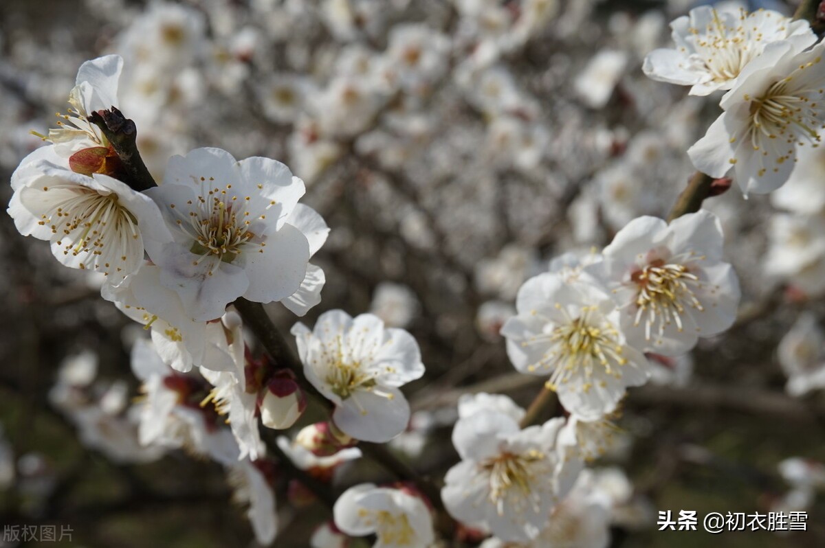 早春梅花花雪美诗五首：花边似雪回，只言花是雪，不悟有香来