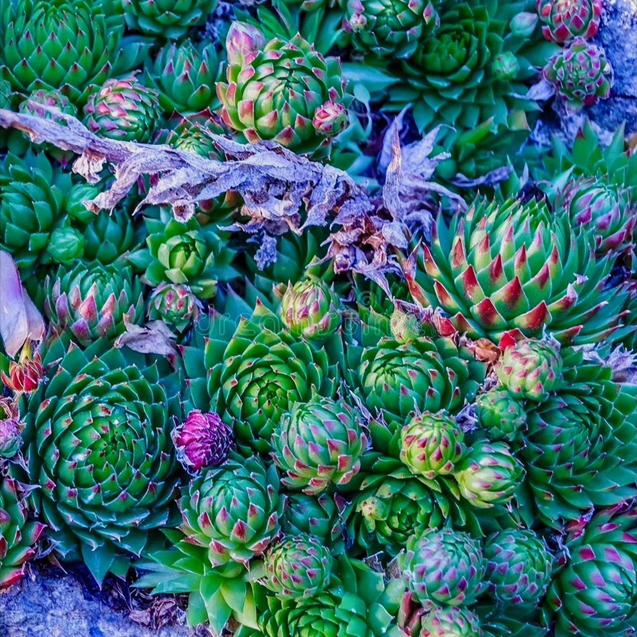 一花一世界，静观花开，岁月安好，鲜花深情祝福，送心中最爱的人