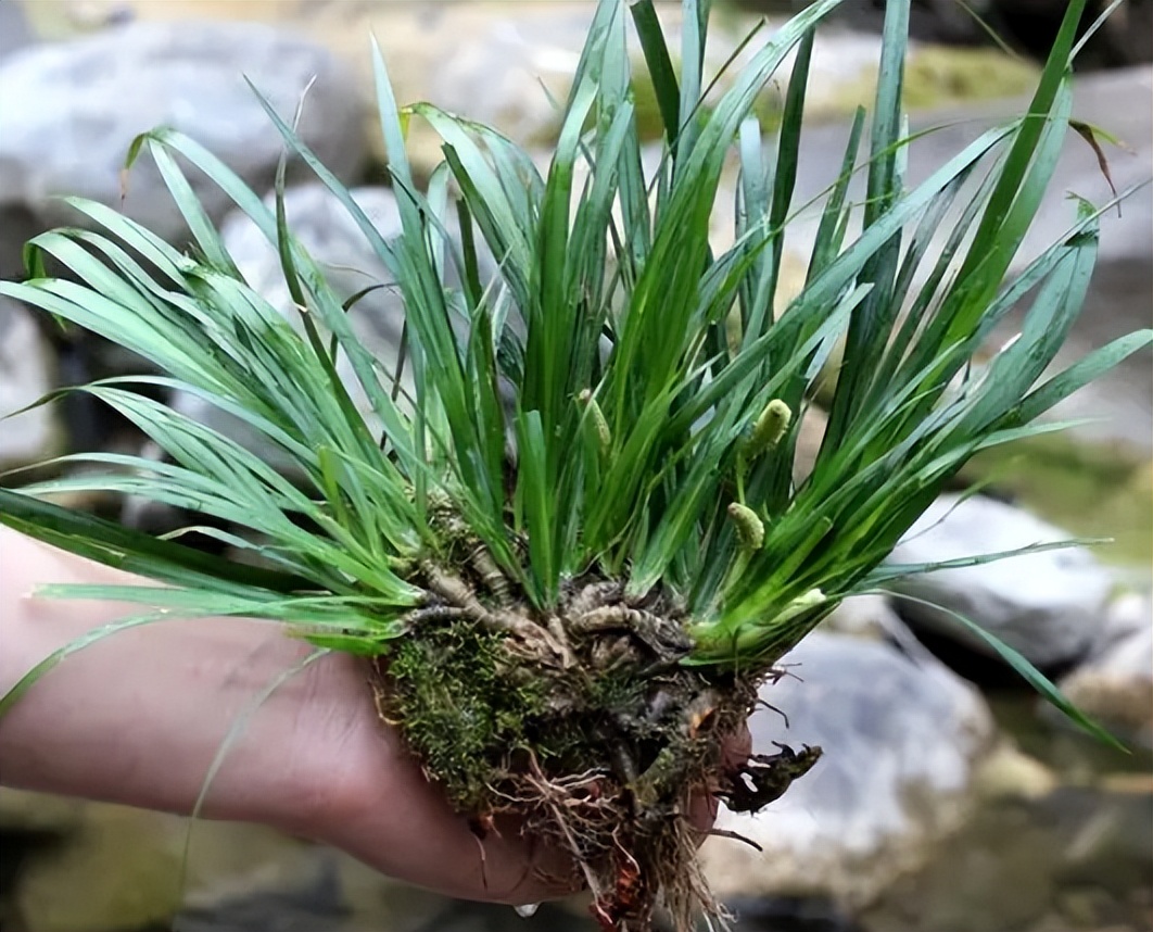 两者都属于石菖蒲,都不一样,大小,金线菖蒲,是石菖蒲的金边品种 其次