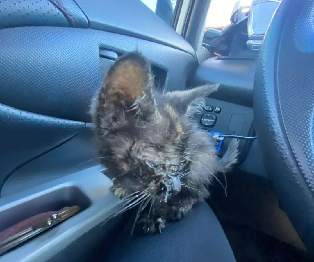 小猫被车碾死,兽医建议安乐死,主人_只要有希望,坚决救它 第4张