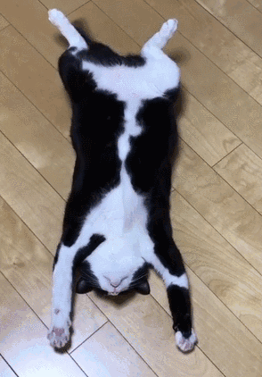 最乖的和最调皮的猫，没有对比就没有伤害，你家猫咪上榜了吗？