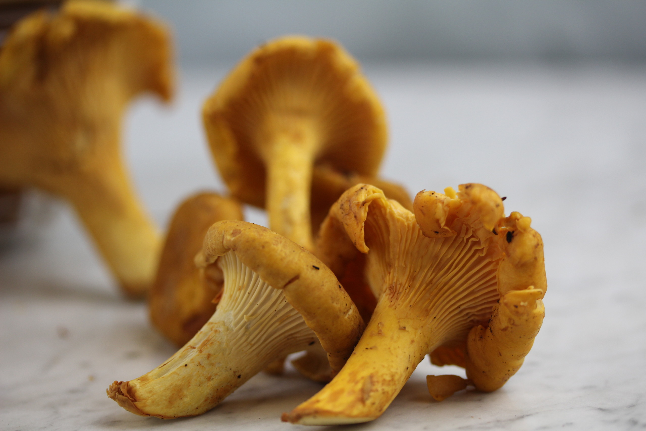 盘点世界上最贵的菌菇，除了松露还有这些