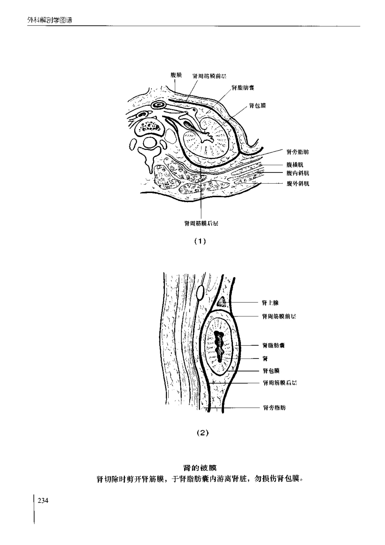 人体内脏位置图(图示集‖外科解剖学图谱(8-5)盆部)