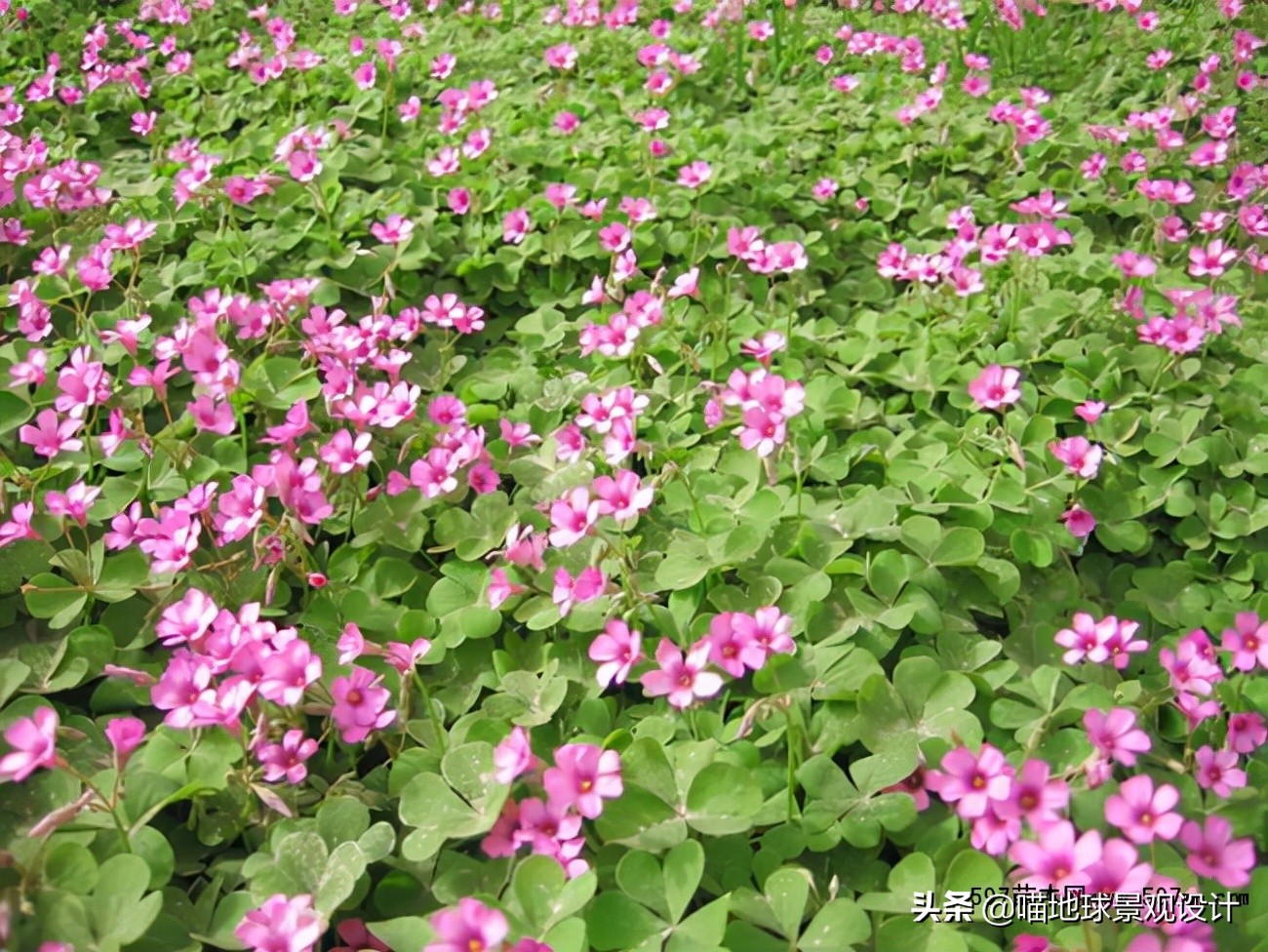 阔叶麦冬图片（20种适合山东地区种植的草坪）