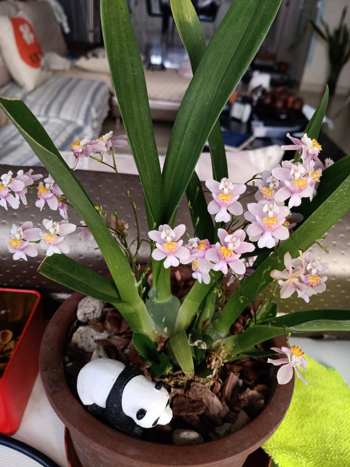 文心兰花谢后怎么处理(耐阴开花多的文心兰修剪技巧)