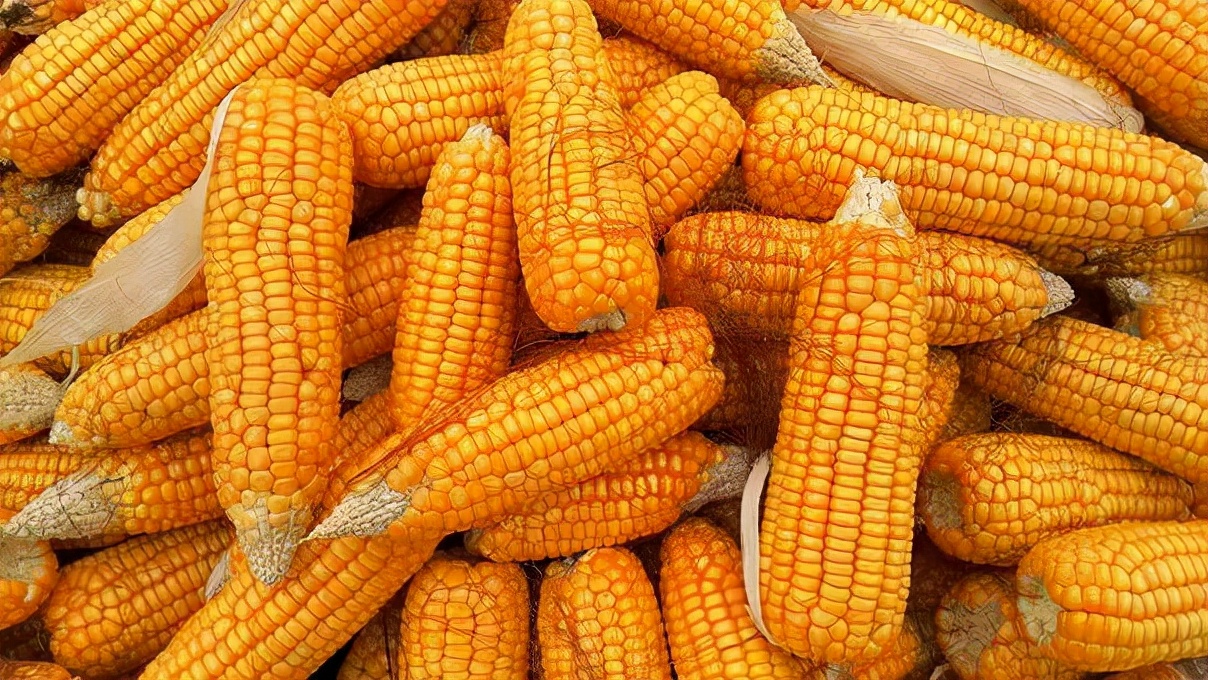 高位回落，俄乌局势对玉米价格影响几何？