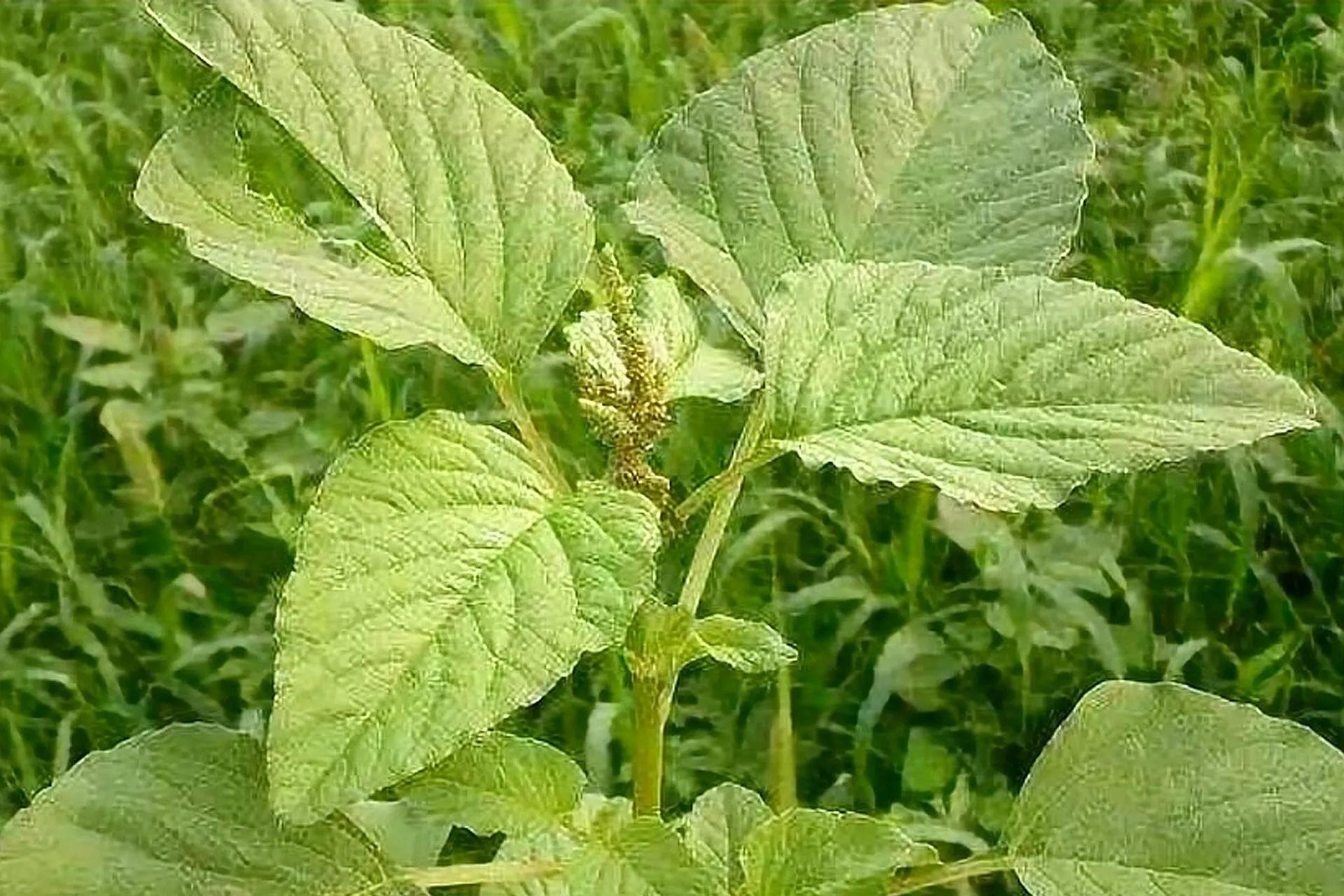 喜欢农村野菜的朋友注意，6到7月正该吃这种野菜，有吃鸡蛋的感觉