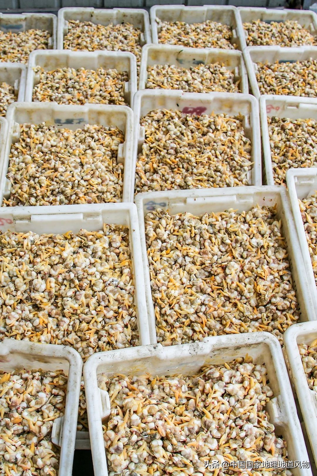 辽宁，被忽略的海鲜大省