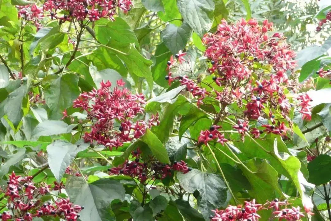 实用分享丨30款大型开花树种介绍，白似雪、黄似阳、红似霞，美翻