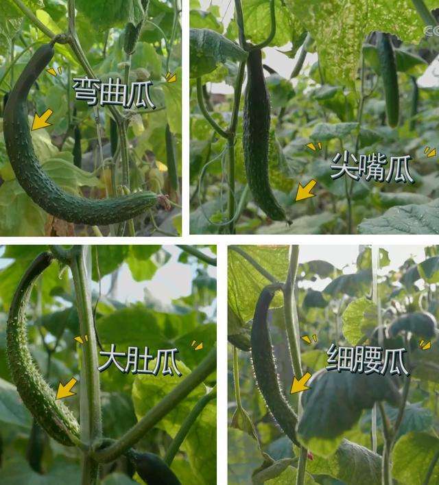 黄瓜畸形怎么办？黄瓜畸形怎么处理？
