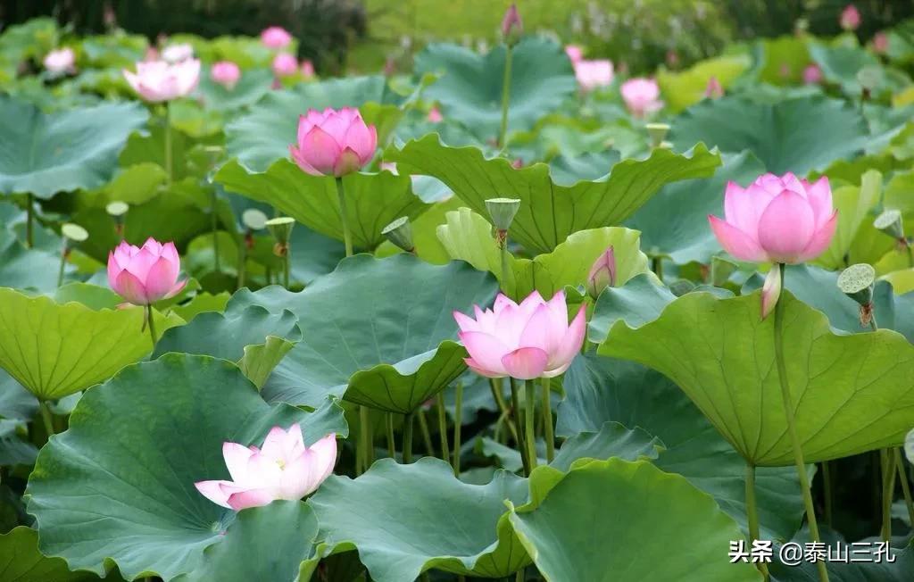 荷花香烟(马踏湖上荷花香)