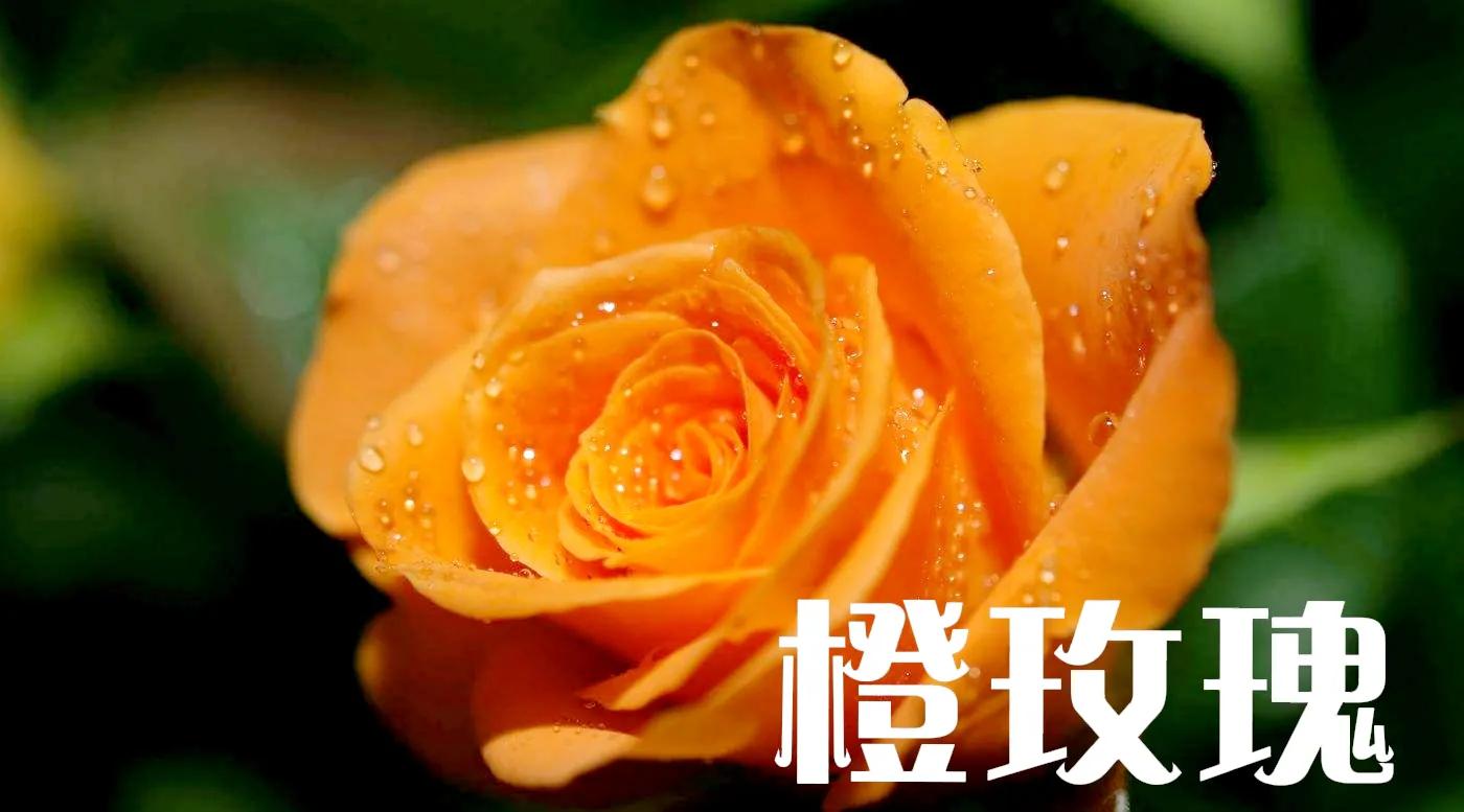 香槟玫瑰和红玫瑰哪个好（不同颜色玫瑰花的花语）
